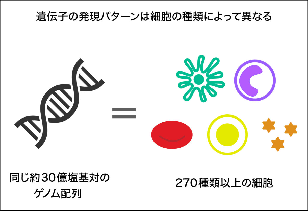 細胞の種類によって遺伝子の発現パターンは異なる
