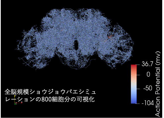 全脳規模ショウジョウバエシミュレーションの800細胞分の可視化