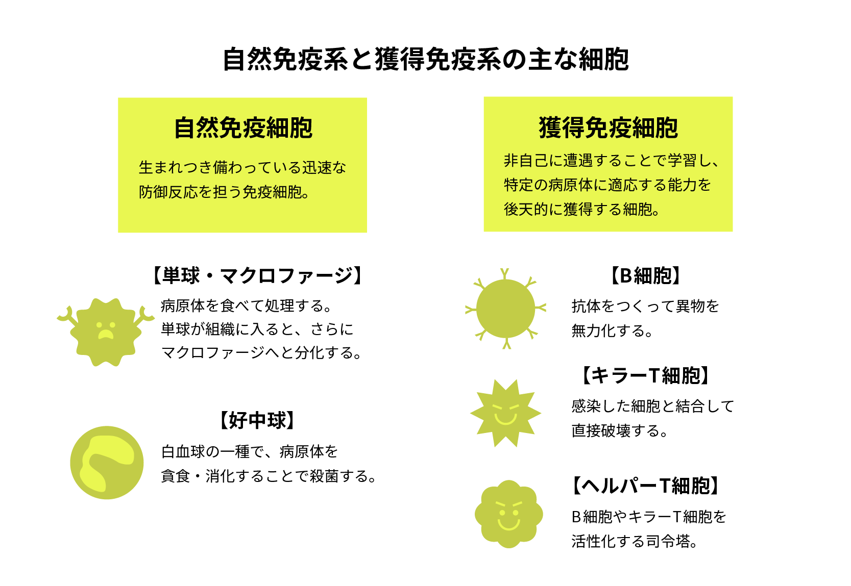 自然免疫細胞と獲得免疫細胞の主な細胞