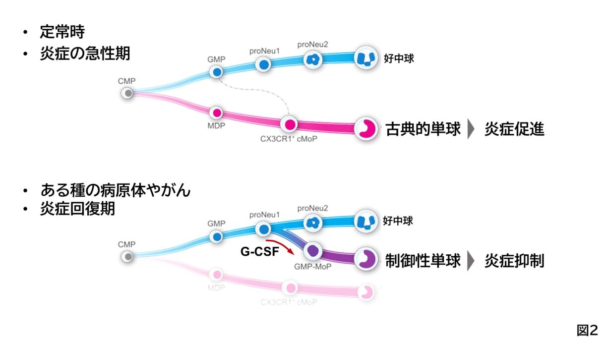 シングルセルRNAシークエンス解析