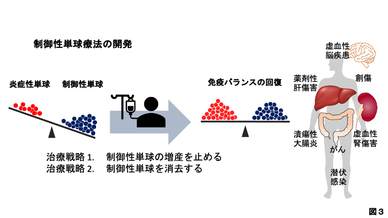 制御性単球療法の開発